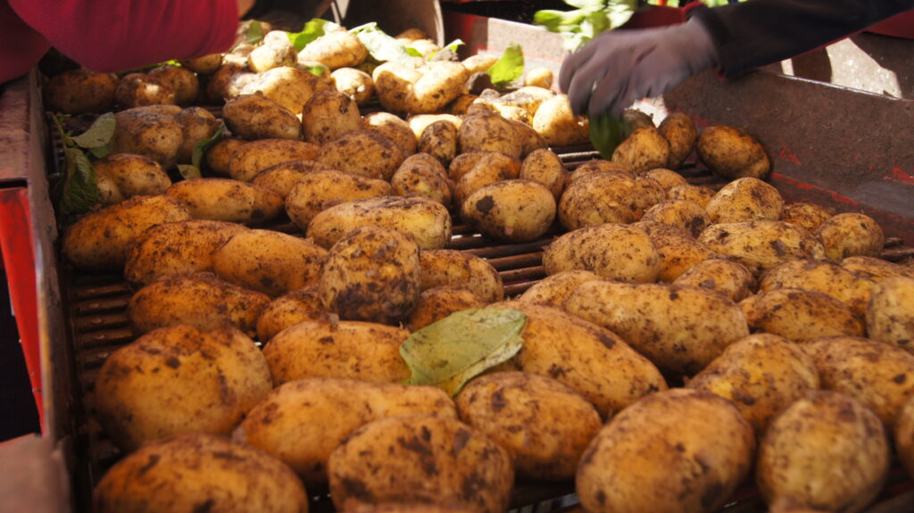 Kartoffelernte