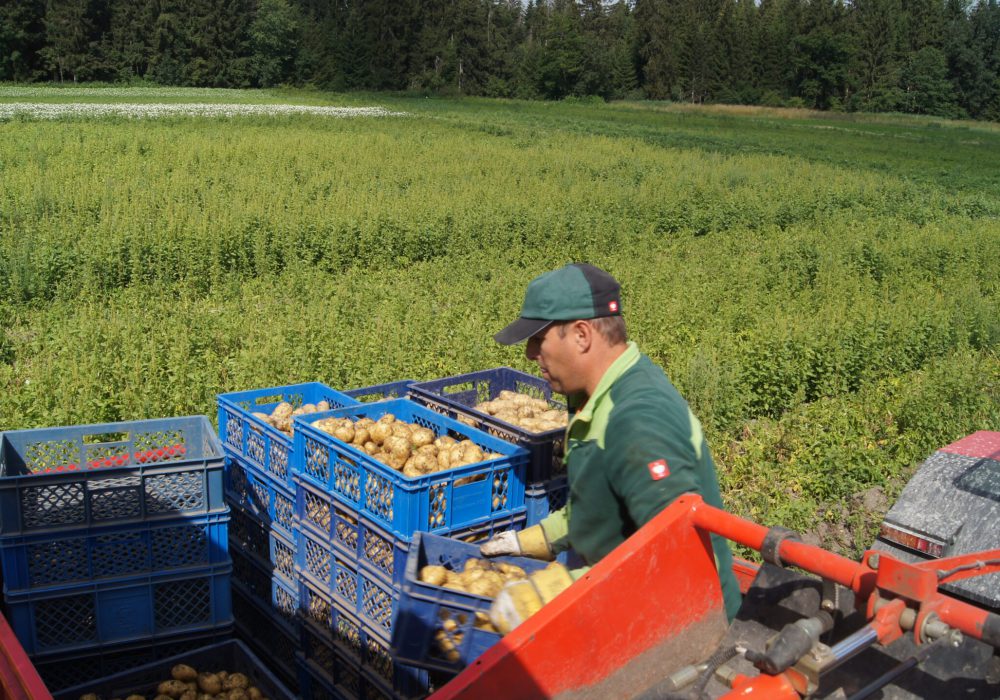 Kartoffelernte